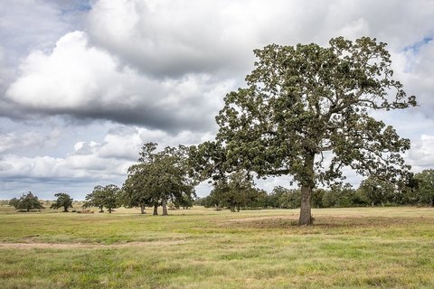 Lot, Burton, TX