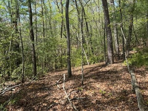 Wooded Residential Land Lot