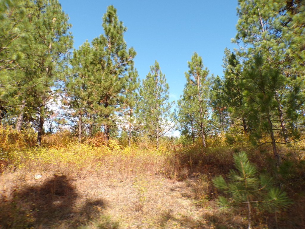 Picture 5
