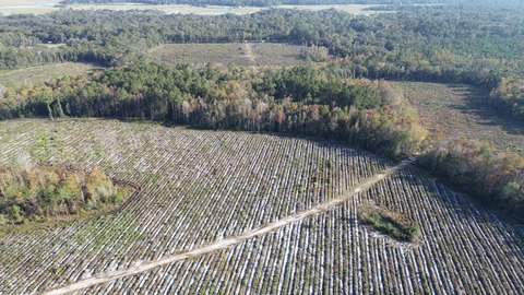Hunting Tract with Cypress Ponds