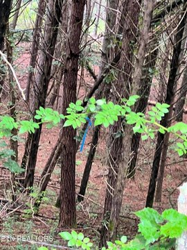 Residential Land in Decatur, TN