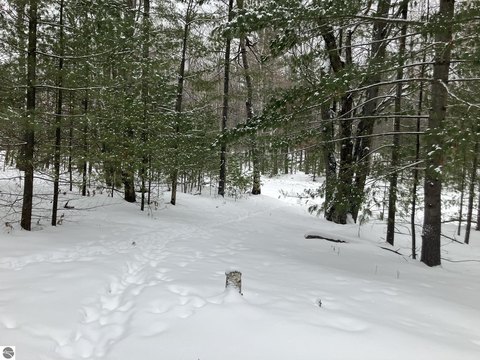 Land Near Forest Lake