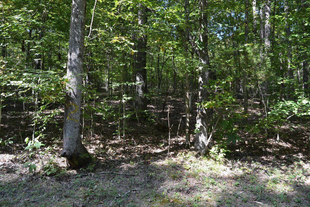 Picture 2