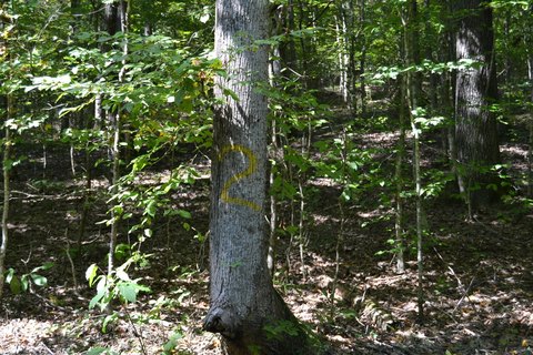 LAND - Eddyville, KY