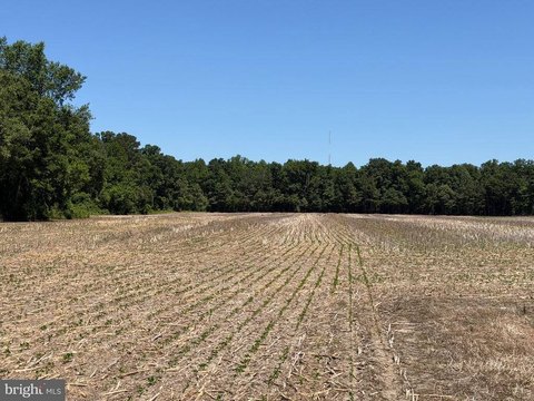 Partially Wooded Land Parcel