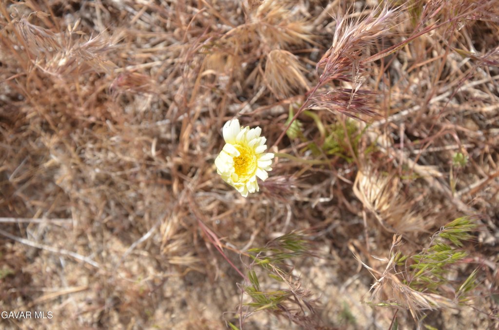 Picture 35