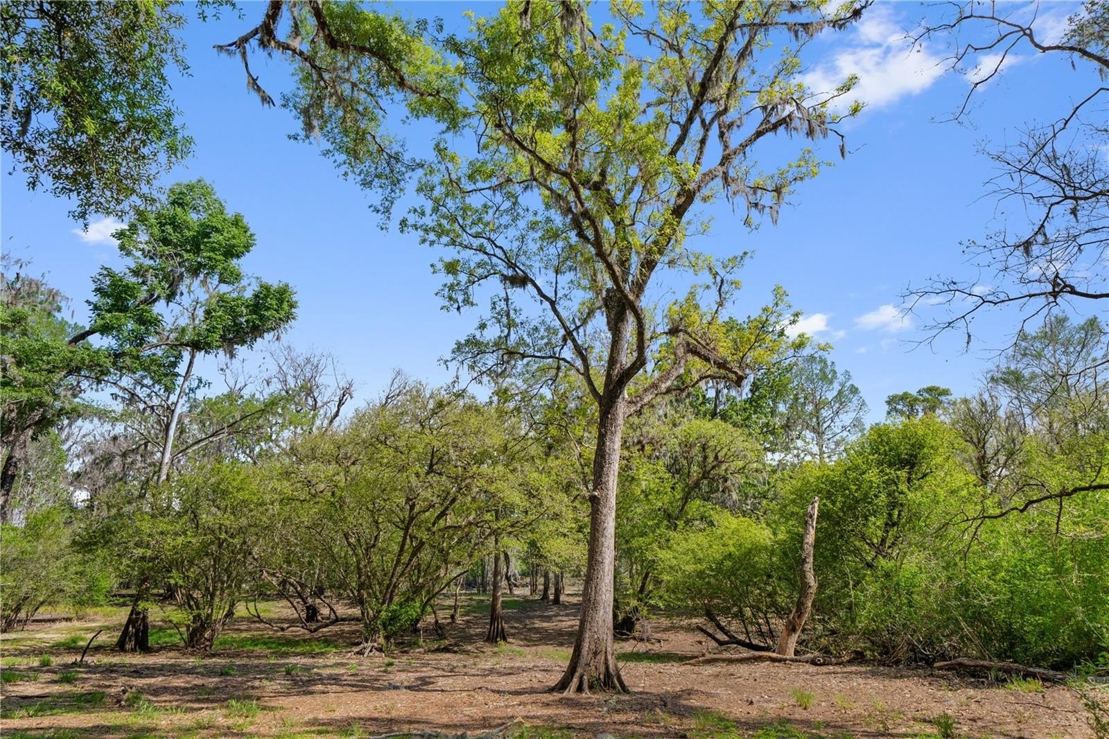 Suwannee Riverfront Acreage Opportunity