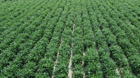 Cropland and Solar-Ready Farmland