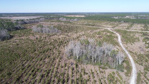 Timber and Hunting Tract Land