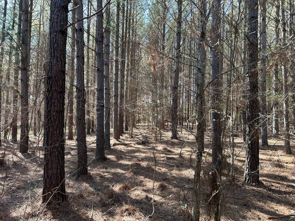 Picture 3