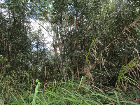 Kurtistown Land Near Highway