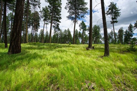 Wooded Land Parcel in Whitefish