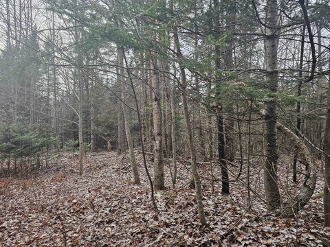Land for Sale in Dummer