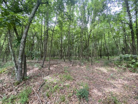 LAND - Mt Pleasant, TX
