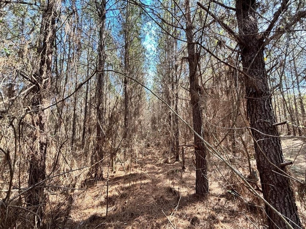 Picture 6