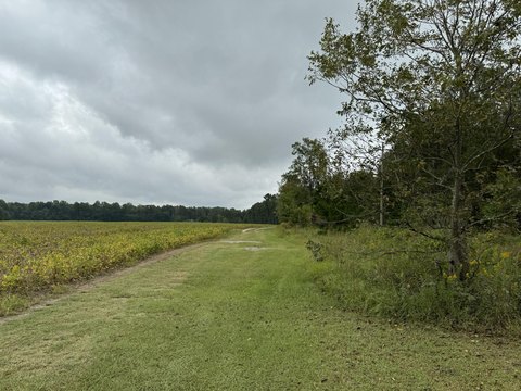 Land, Manning, SC