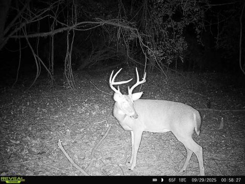 Waterfront Hunting Tract with Riverfront