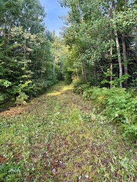 Heavily Wooded Hunting Land