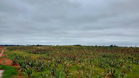 Agricultural Land with Water Well