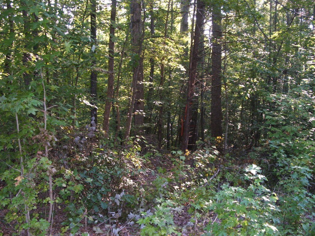 Picture 8
