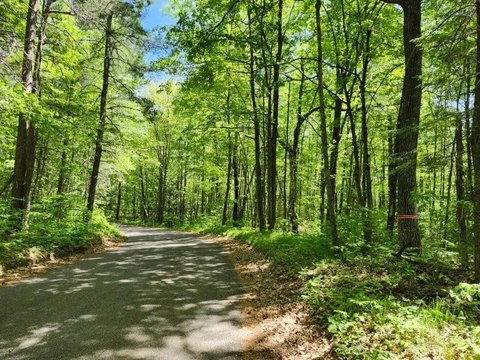 Heavily Wooded Recreational Land Parcel