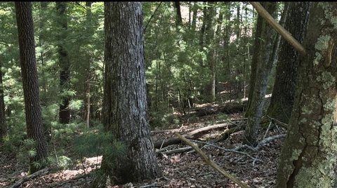 Vacant Lot - Ellijay, GA
