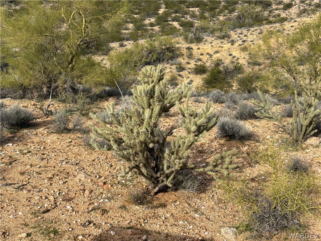 Picture 25