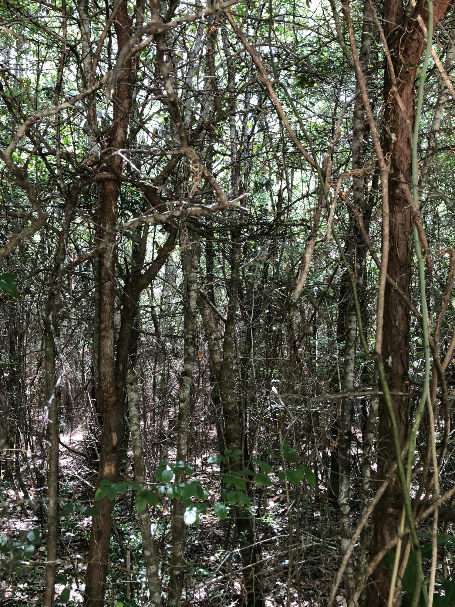 Land in Baker, Florida
