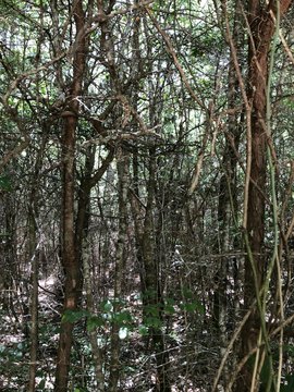 Land in Baker, Florida