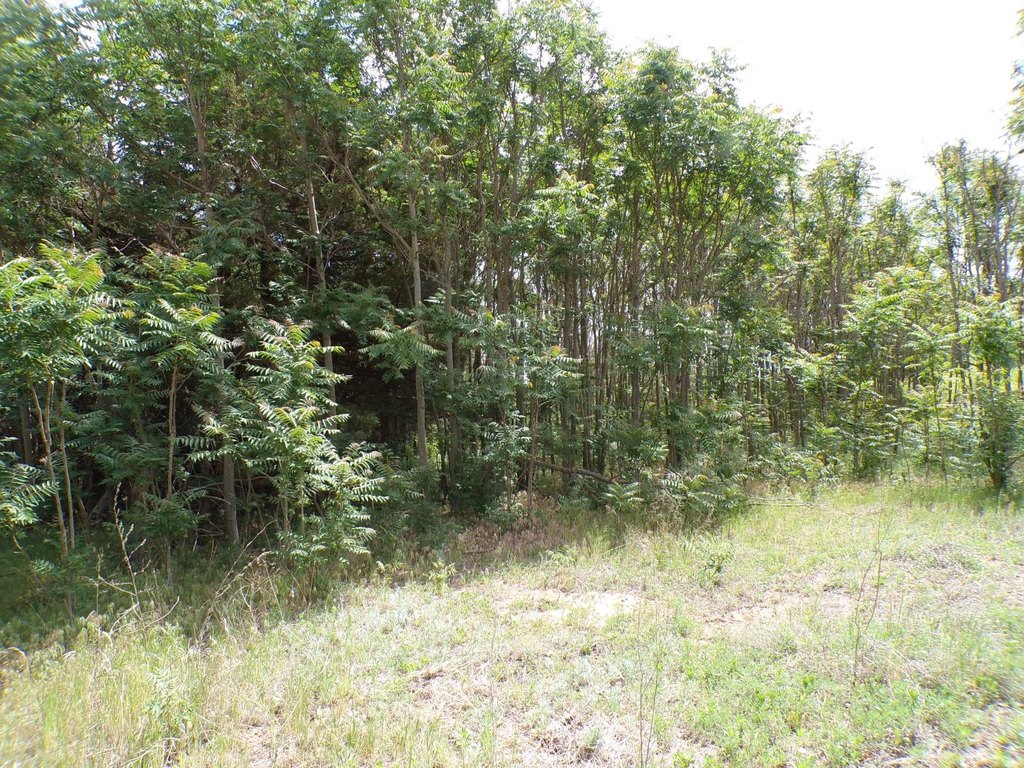 Picture 41