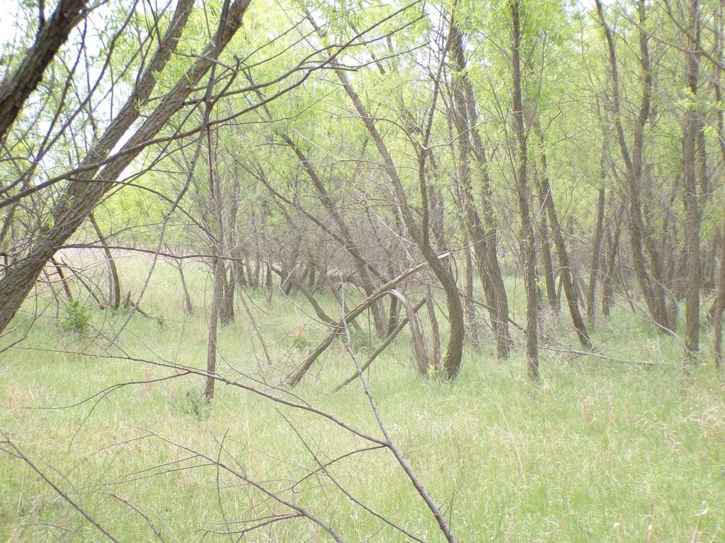 Picture 25