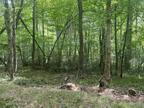 Lots/Land, Buckhannon, WV
