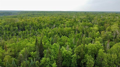 Wooded Hunting Land
