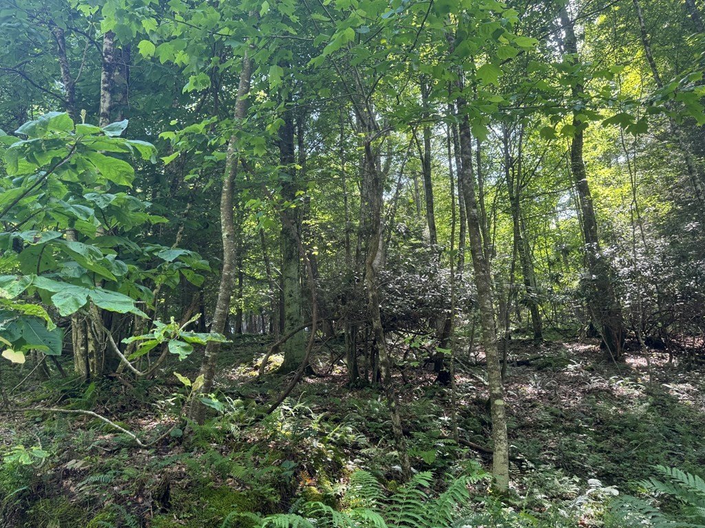 Picture 27