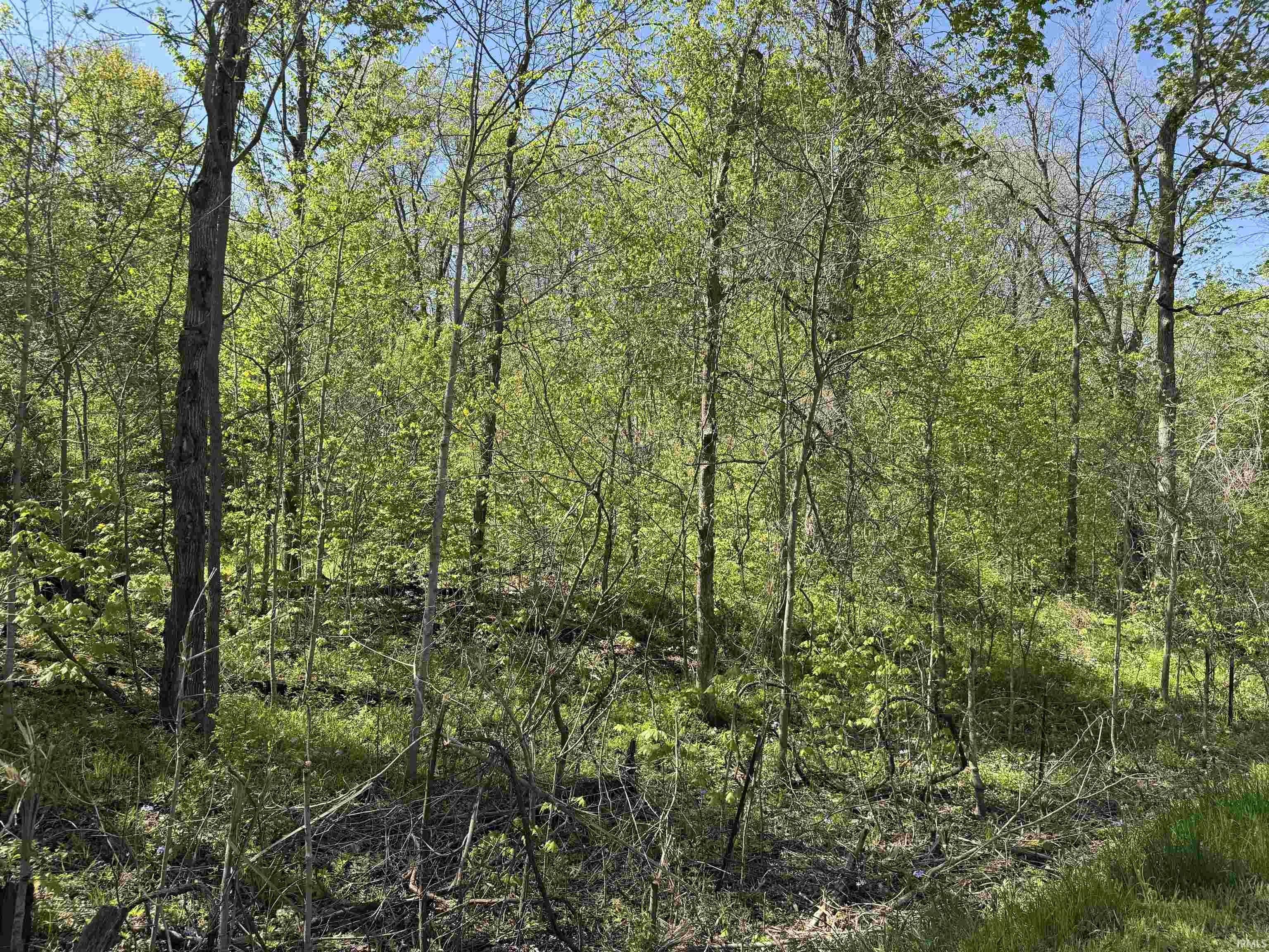 Whitley County Wooded Land