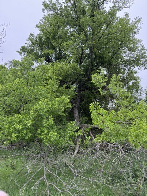 Picture 20