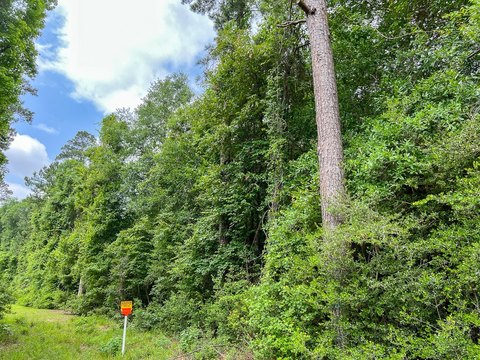 Unrestricted Wooded Acreage