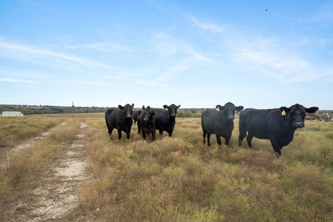 Fenced Ranch and Hunting Land
