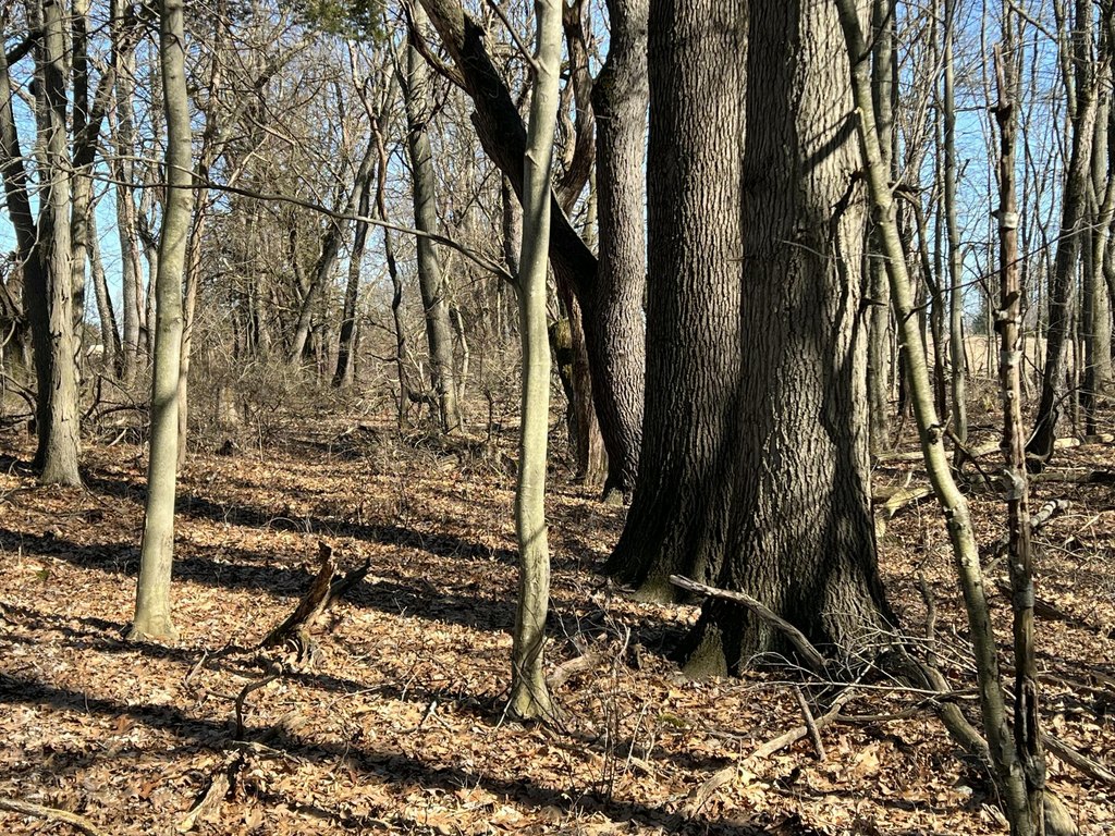 Picture 36