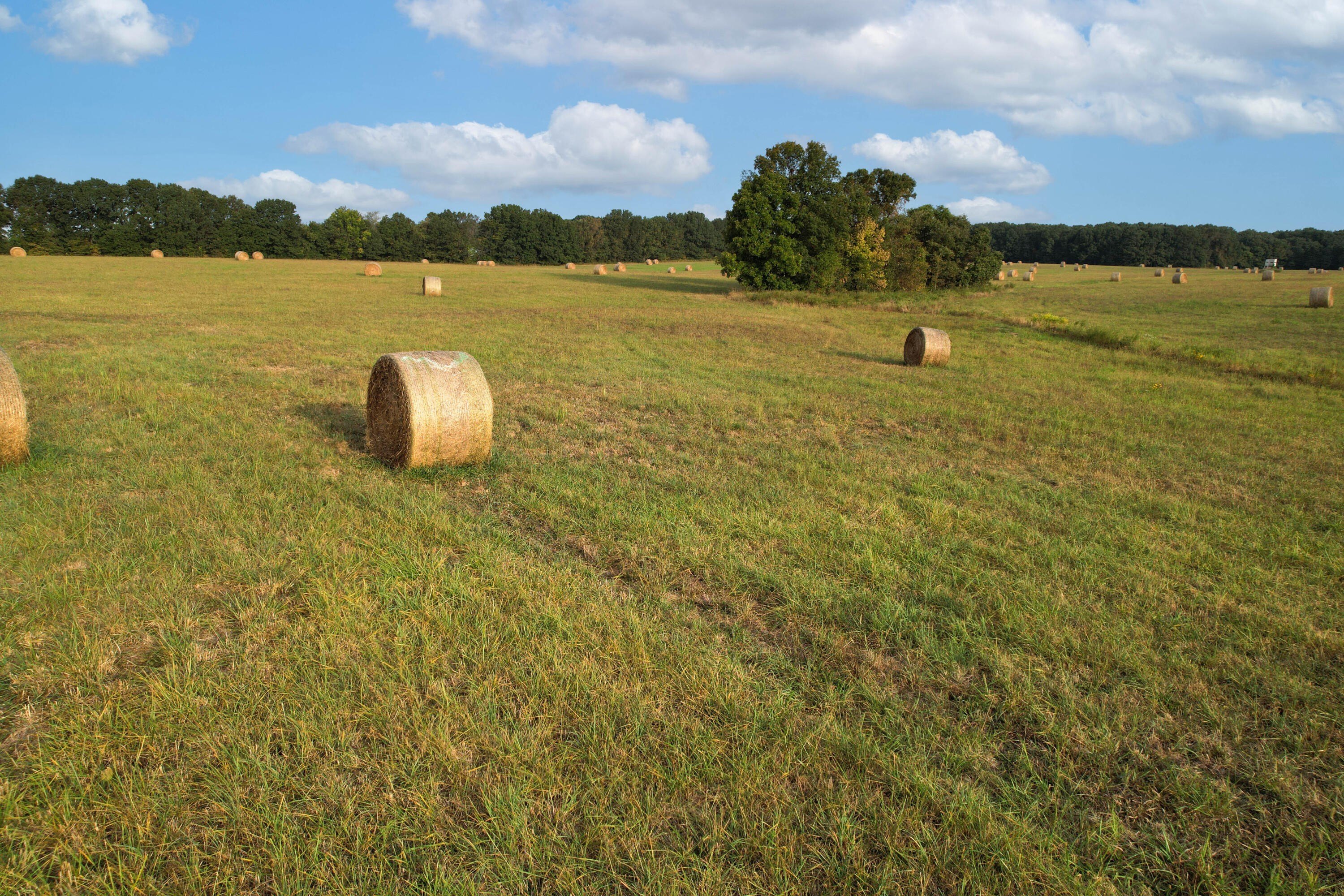 80 Acres of Farmland