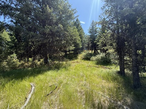 Timbered Acreage with Mountain Views
