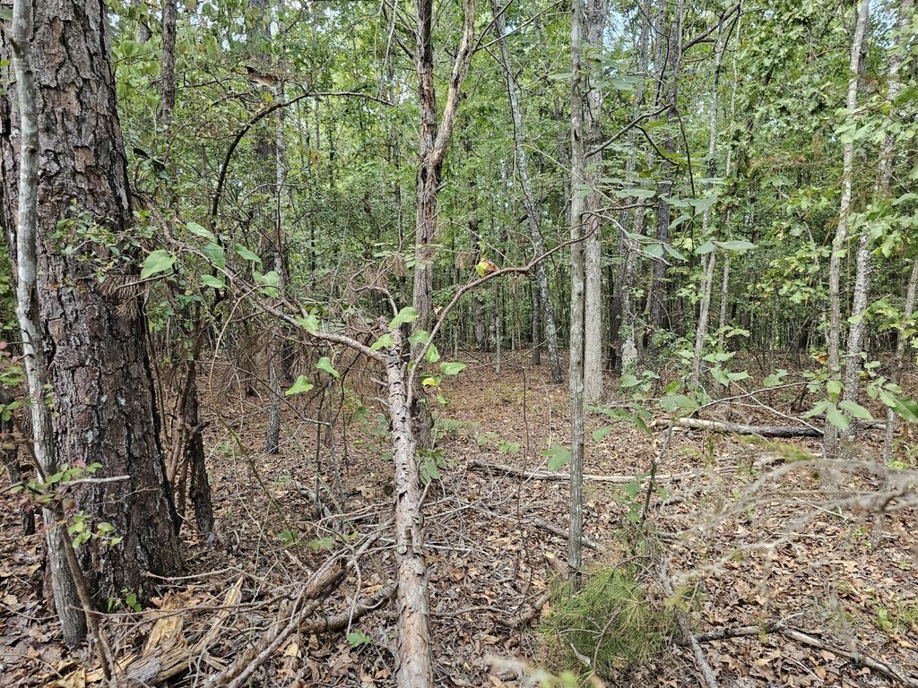 Picture 23