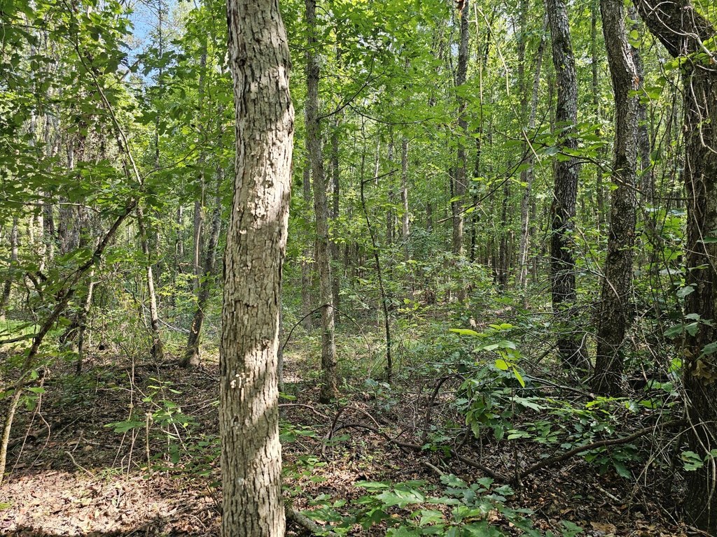 Picture 45