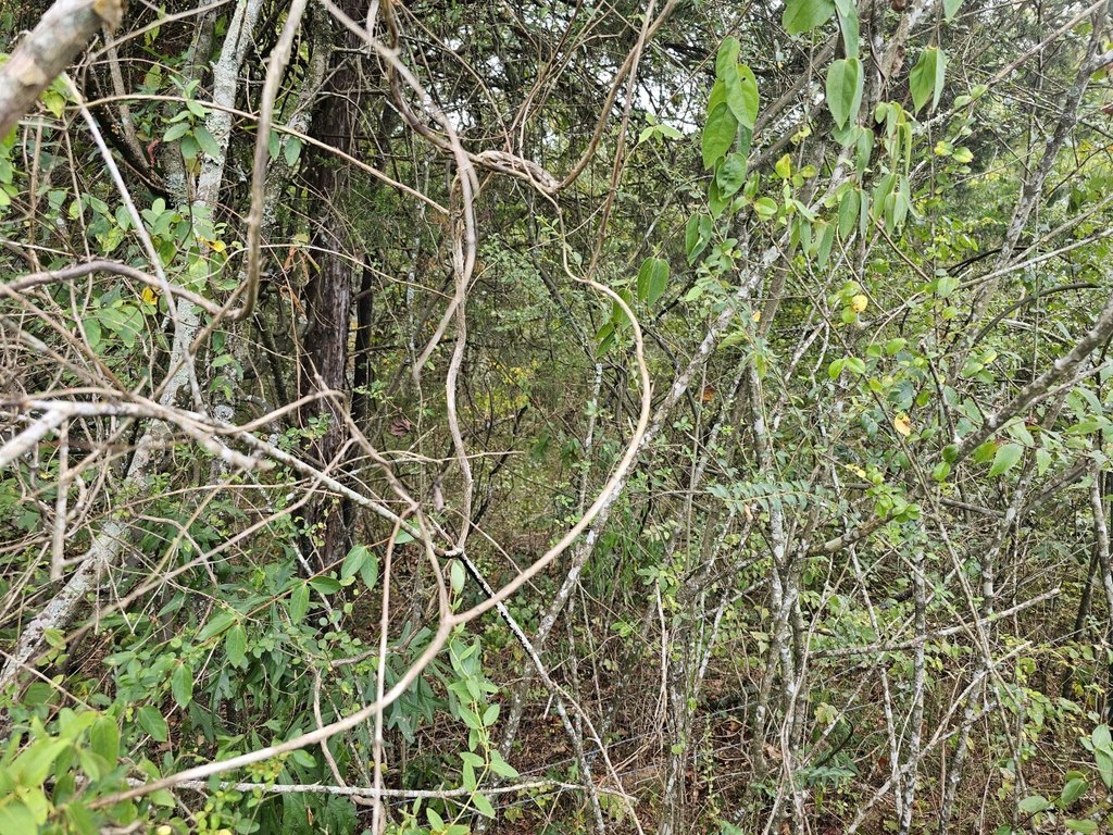 Picture 42