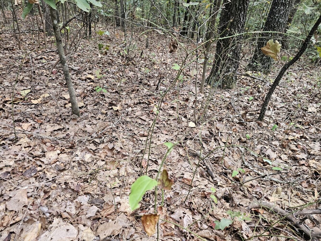 Picture 38