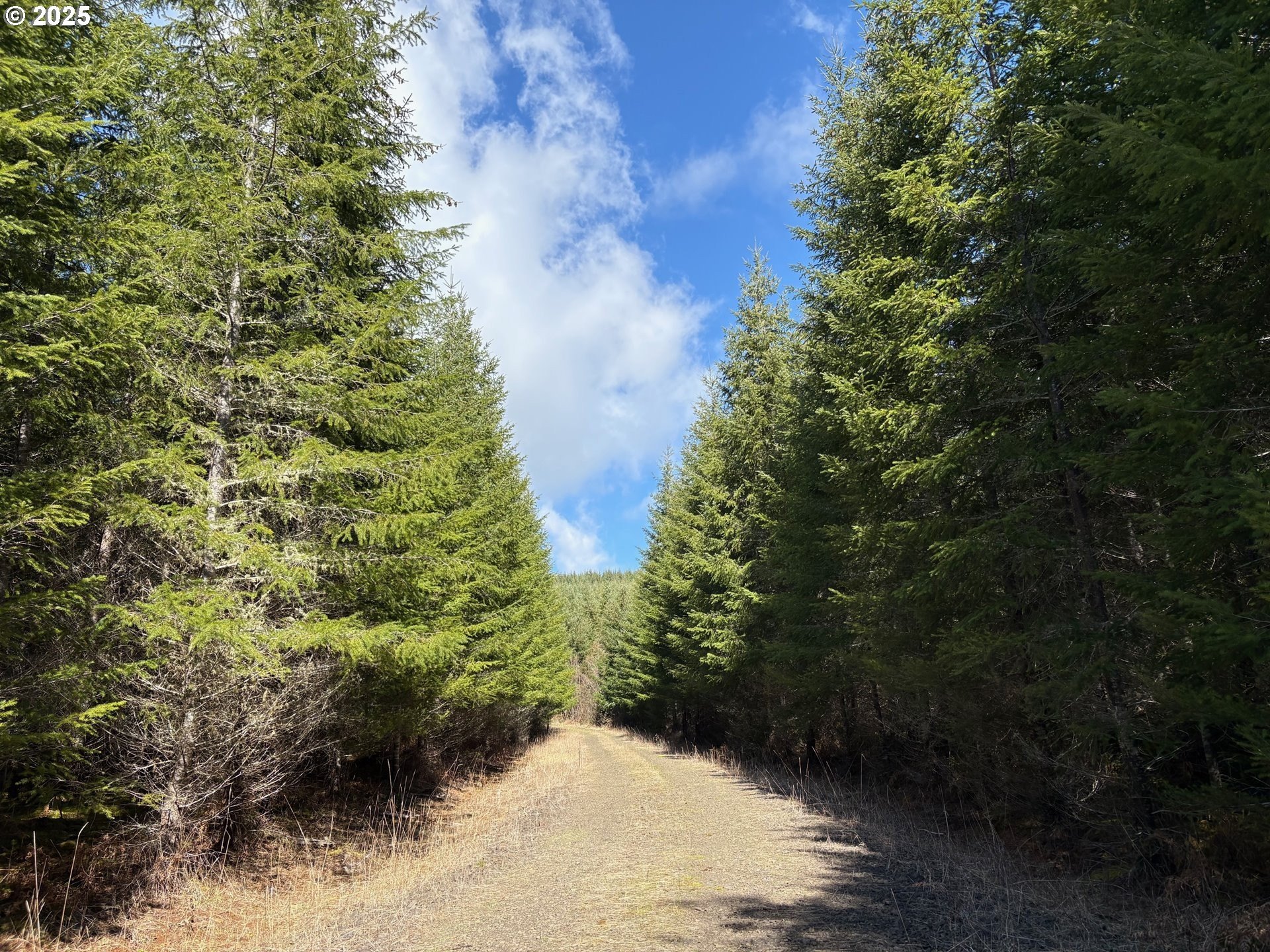 55.72 Acres of Timberland
