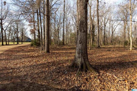 LAND - ORRVILLE, AL