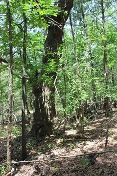 LAND - Antlers, OK