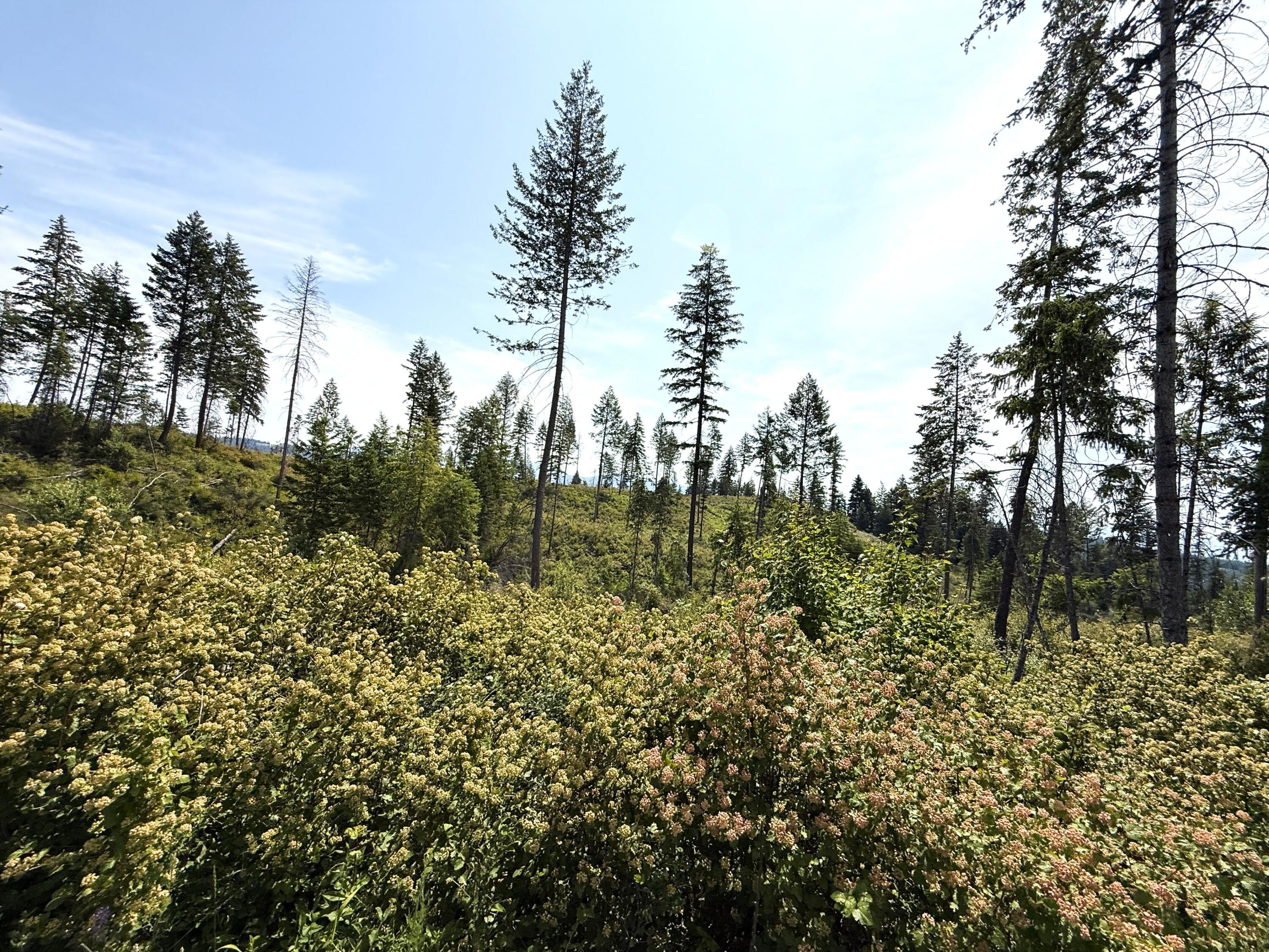 20 Acre Land Parcel Curlew