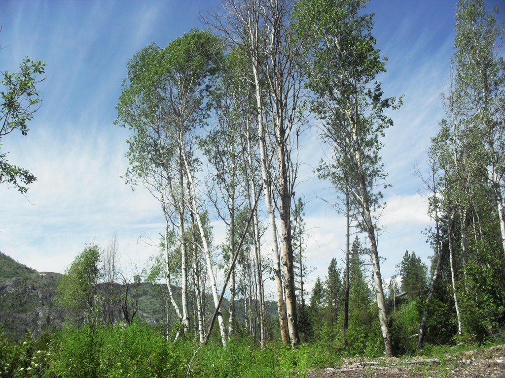Picture 47